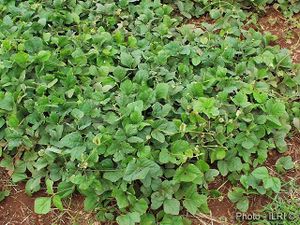 Calopogonium caeruleum 04.jpg