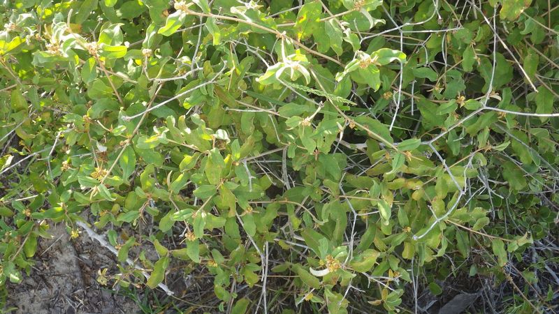 Archivo:Croton geayi 1.jpg