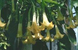 Campana (Brugmansia arborea) - EcuRed