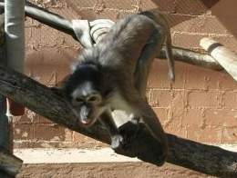 Mangabey de collar .jpg
