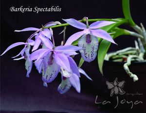 Php94BF Optimized.jpg