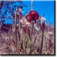 Sarracenia leucophylla-SC-1.jpg