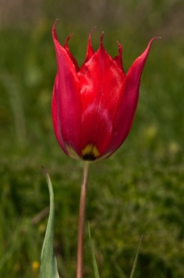 Tulipa undulatifolia.JPG
