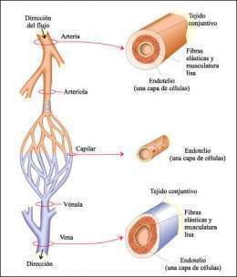 Vasossanguineos.jpg