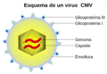 1200px-CMVschema-es.svg.png