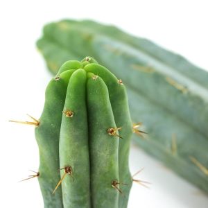 Antorcha-boliviana-echinopsis-lageniformis.jpg