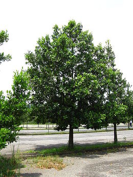 Calophyllum brasiliense.jpg