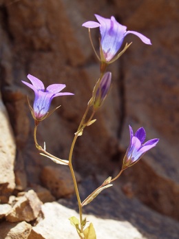 Campanula filicaulis.JPG