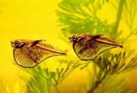 Carnegiella marthae.jpeg