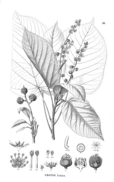 Archivo:Croton eichleri.jpg