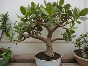 DE JADE ÁRBOL.JPG