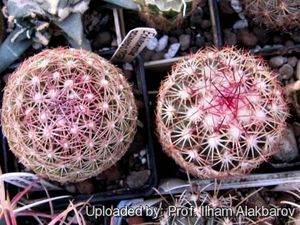 Echinomastus erectocentrus var. acunensis 25843 m.jpg