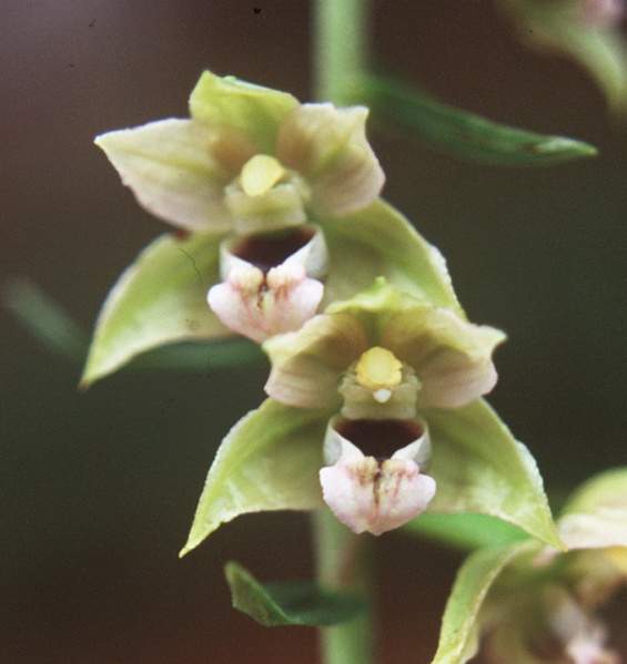 Archivo:Epipactis detail.jpg