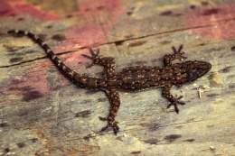 Indo-pacific gecko.jpg