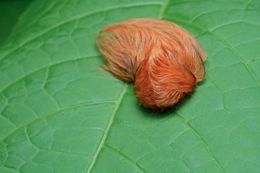 ORUGA PELUCE.jpg
