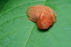 ORUGA PELUCE.jpg