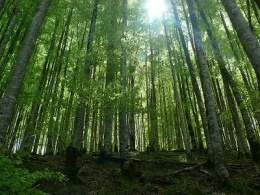 Selva irati.jpg