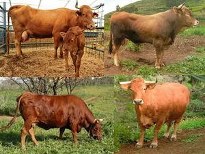 Vaca canaria.jpg