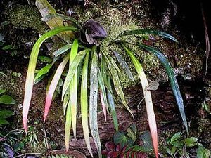 Vittaria costata.JPG