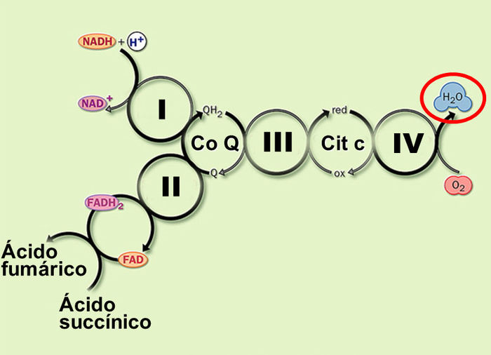 Cadena transportadora de electrones EcuRed