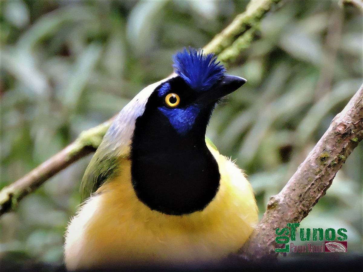 Cyanocorax yncas Green Jay EcuRed