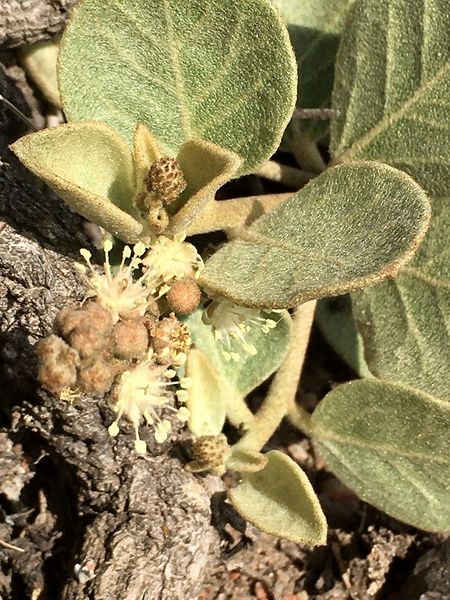 Archivo:Croton lanatus 2.jpg