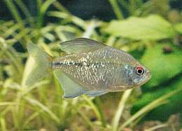 DiamondTetra.jpg
