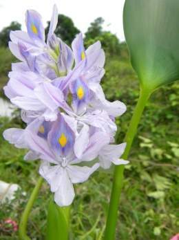 Eichhornia crassipes.jpg