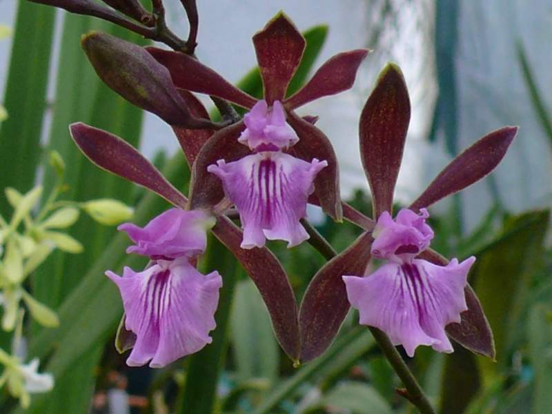 Archivo:Encyclia phoenicea1.jpg