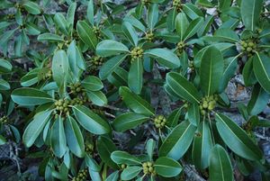 Ficus orthoneura.jpg