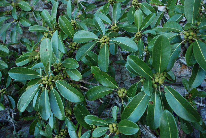 Archivo:Ficus orthoneura.jpg