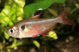 Hyphessobrycon hasemani.jpg
