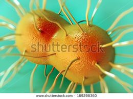 Neisseria-gonorrhoeae-bacteria-.jpg