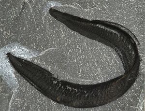 Pikaia gracilens.jpg