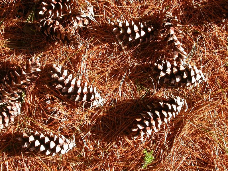 Archivo:Pinus strobus conos.jpg