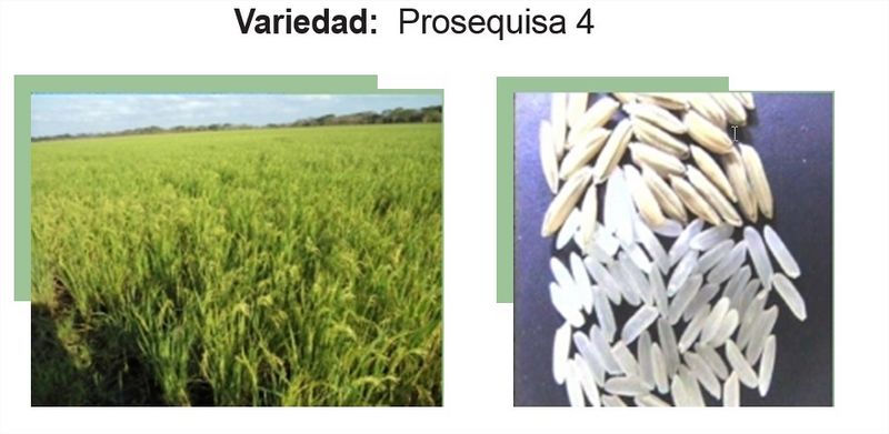 Archivo:Prosequisa 4.jpg