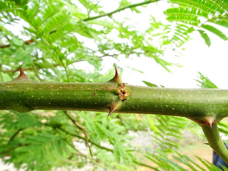 Archivo:Acacia chundra 4.jpg