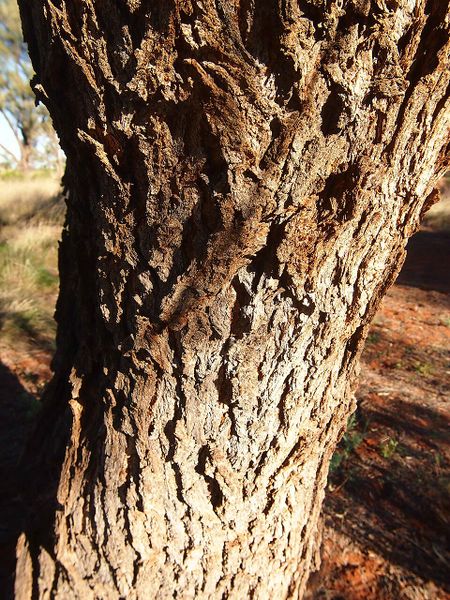 Archivo:Acacia estrophiolata 5.jpg