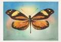 Antonio-gerrero-mariposas-correo-3.jpg