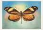 Serie Mariposas