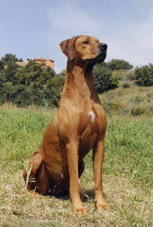 perro-crestado-rodesiano-ecured