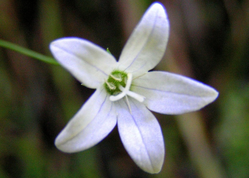 Archivo:Campanula aparinoides flores.JPG