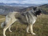 Ciobanesc-carpatin-01.jpg