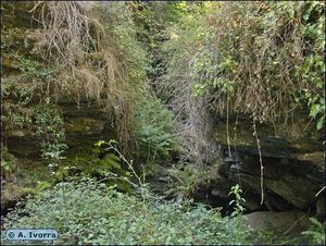 Circaea-lutetiana4.jpg