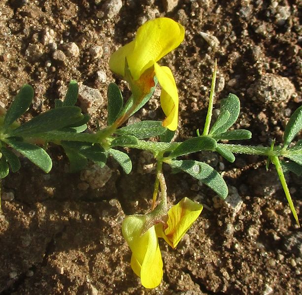 Archivo:Crotalaria eremicola 4.jpg