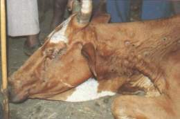 Dermatosis nodular bovina 1.jpg