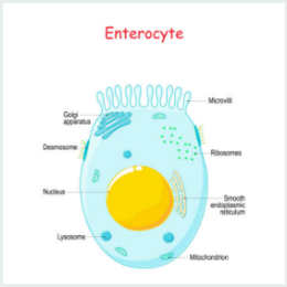 Enterocito.PNG