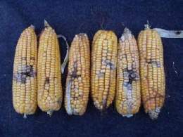 Fusarium.jpg
