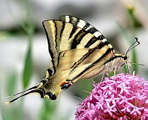 Iphiclides Podalirius.JPG