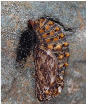 Melitaea deione 1.jpg